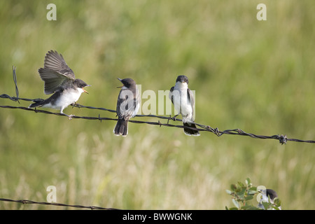 Tyran tritri (Tyrannus tyrannus) avec deux adultes poussins à l'envol, mendicité, perché sur des barbelés, Dakota du Nord, Banque D'Images