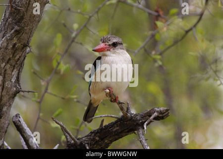 Brown-hooded Kingfisher (Halcyon albiventris) adulte, perché sur une branche, Afrique du Sud Banque D'Images