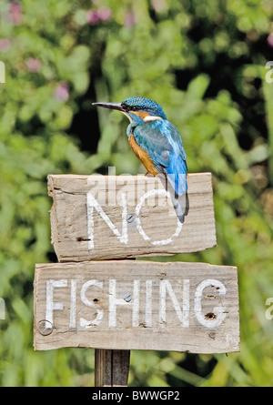 Kingfisher (Alcedo atthis commune) adulte, perché sur 'Non' Pêche signe, Hertfordshire, Angleterre Banque D'Images