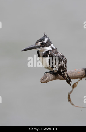 Martin-pêcheur pie (Ceryle rudis) femelle adulte, perché sur la rampe en bois, lac Basaka, la Grande Vallée du Rift, en Éthiopie, avril Banque D'Images