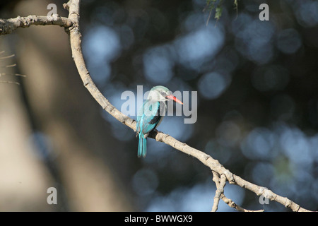 Woodland Kingfisher (Halcyon senegalensis) adulte, perché sur une branche, la Gambie, décembre Banque D'Images