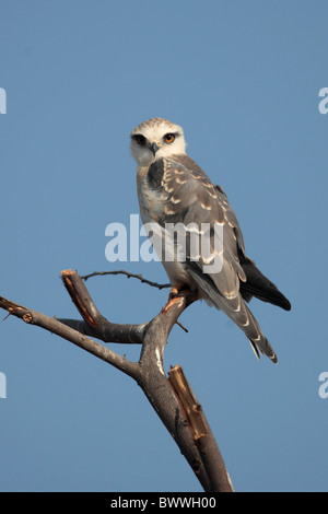 Black-shouldered Kie (Elanus caeruleus), perché sur la branche, Rajasthan, Inde, décembre Banque D'Images