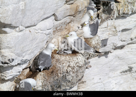 Mouette tridactyle (Rissa tridactyla) nidification nid Banque D'Images