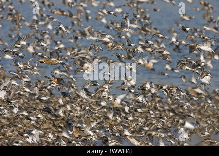 Bécasseau maubèche (Calidris canutus), le Bécasseau variable (Calidris alpina) et Barge à queue noire (Limosa limosa), marée haute roost, King's Lynn, Norfolk, Angleterre Banque D'Images