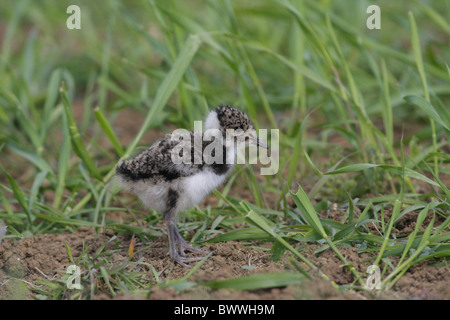 Le nord de sociable (Vanellus vanellus) chick, debout dans des cultures cultivées, Leicestershire, Angleterre Banque D'Images