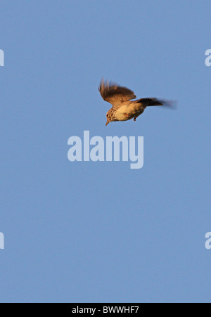 (Galerida cristata Crested Lark riggenbachi), adultes en vol, près de Essaouira, Maroc, avril Banque D'Images