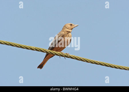 Bruant à queue Lark (Ammomanes phoenicurus) adulte, perché sur le fil, l'île de Chorao, Goa, Inde, novembre Banque D'Images