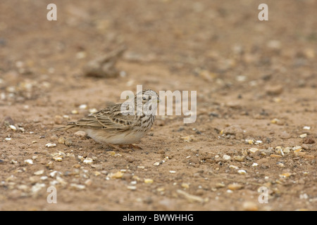 Moindre circaète Jean-Lark (Calandrella rufescens), adultes se nourrissent de la masse, Lanzarote, Îles Canaries Banque D'Images