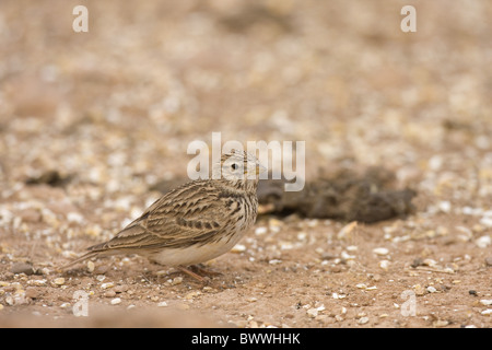 Moindre circaète Jean-Lark (Calandrella rufescens), adultes se nourrissent de la masse, Lanzarote, Îles Canaries Banque D'Images