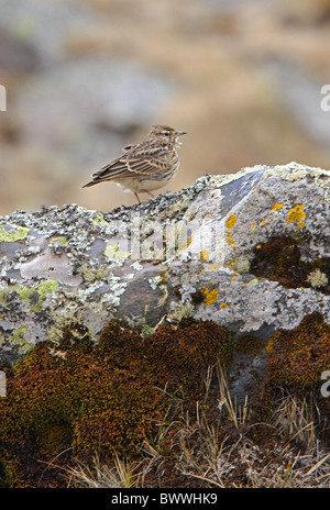 (Galerida theklae Thekla Lark huei) adulte, perché sur un promontoire rocheux, montagnes de balle N.P., Oromia, en Éthiopie, avril Banque D'Images