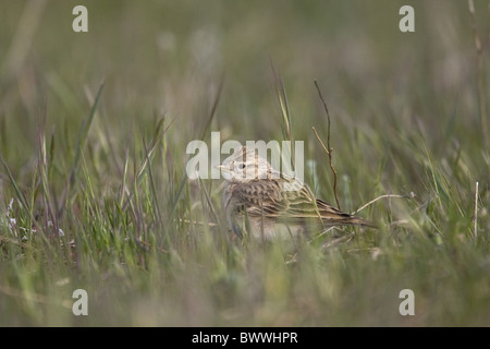 Plus de circaète Jean-le-Lark (Calandrella brachydactyla), adultes en quête de terrain, Espagne Banque D'Images