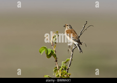 (Carduelis cannabina Linnet eurasienne) femelle adulte, perché sur Dog Rose dans la haie, Walney Island, Cumbia, en Angleterre, le printemps Banque D'Images