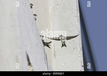 (Delichon urbica), adultes en vol, dans le cadre de chantiers eaves, Angleterre Banque D'Images