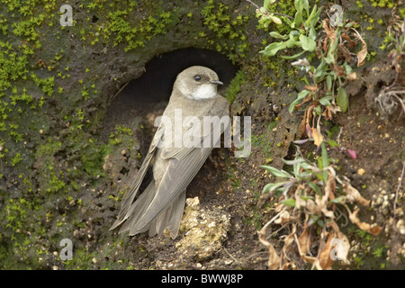 (Riparia riparia), adultes à nesthole dans banque de tourbe, île de Mull, Hébrides intérieures, en Écosse, le printemps Banque D'Images