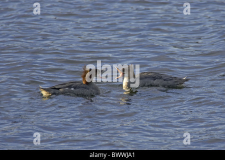 Harle huppé (Mergus serrator) femelle adulte et immature, l'affichage de l'agression, sur l'eau, en Angleterre Banque D'Images