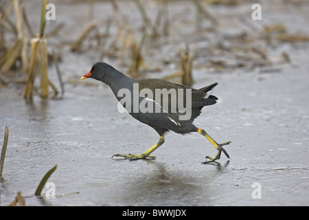 La Gallinule poule-d'eau (Gallinula chloropus), adultes marche sur glace, Norfolk, Angleterre, hiver Banque D'Images