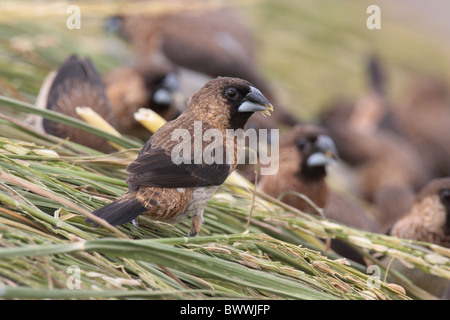 Capucin domino (Lonchura striata) adultes, Flock se nourrit de tiges de riz récolté, Hong Kong, Chine, juillet Banque D'Images