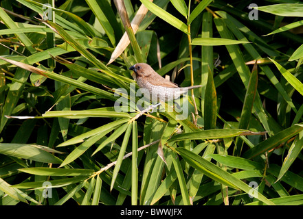 Scaly-breasted Munia (Lonchura punctulata topela) adulte, perché sur le bambou, le nord de la Thaïlande, novembre Banque D'Images