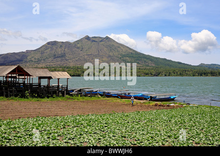 La culture des légumes sur les rives du Lac Batur (Danau), avec le volcan Gunung Batur (Montage) en arrière-plan. Bali, Indonésie Banque D'Images