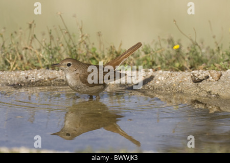 Luscinia megarhynchos Nightingale (commune) des profils, baignade dans une piscine, Espagne Banque D'Images