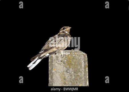 Red-necked Nightjar (Caprimulgus ruficollis) adulte, perché sur réverbère dans village la nuit, Estrémadure, Espagne, août Banque D'Images