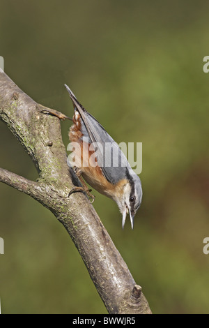 (Sitta europaea Sittelle européen) des profils, l'alimentation, perché sur branche, Worcestershire, Angleterre, hiver Banque D'Images