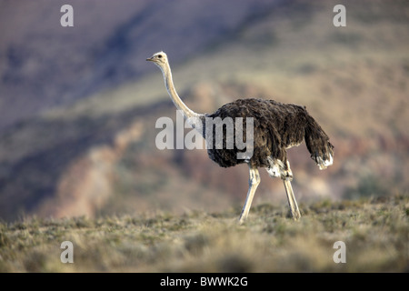 Autruche d'Afrique du Sud (Struthio camelus australis) femelle adulte, randonnée pédestre, Mountain Zebra N.P., Eastern Cape, Afrique du Sud Banque D'Images