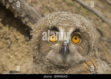 Grand-duc (Bubo bubo), close-up de tête, près de nid, Espagne Banque D'Images