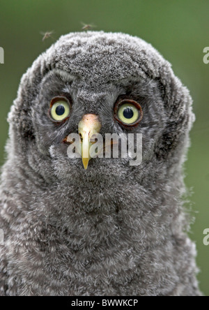La Chouette lapone (Strix nebulosa), close-up de tête, le nord de la Finlande Banque D'Images