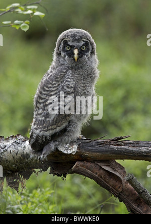 La Chouette lapone (Strix nebulosa), perché sur la branche de bouleau, Finlande, mai Banque D'Images