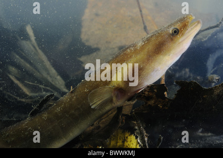 Anguilla anguilla les poissons d'eau douce Poissons poisson portrait animal animaux d'eau douce de l'Atlantique européen europe "poisson" Banque D'Images