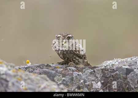 Chouette chevêche (Athene noctua), adultes se nourrissent de bush-cricket, debout sur les rochers, Estrémadure, Espagne, mai Banque D'Images