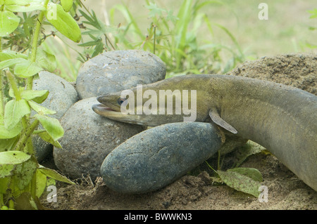 Animal animaux poissons Poissons d'eau douce de l'Atlantique européen europe 'mer' 'Sea poissons poissons anguille anguille nature Faune aquatique Banque D'Images