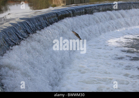 Natation l'eau des rivières à saumon comportement comportement queue Shropshire automne Rivière Teme weir Salmo bondissant animal saumon saler Banque D'Images