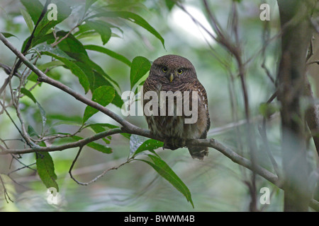 Prescription d'Asie Owlet (Glaucidium cuculoides) adulte, perché sur une branche, Jianfengling, Hainan, Chine, novembre Banque D'Images