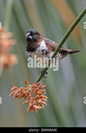 La Munia Lonchura cucullata (bronze), adultes se nourrissent de seedhead, Éthiopie, avril Banque D'Images