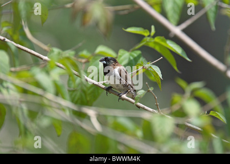 La Munia Lonchura cucullata (bronze) adulte, perché sur des rameaux, Swaziland Banque D'Images