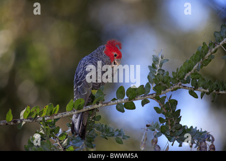 Cacatoès Gang-gang (Callocephalon fimbriatum) mâle adulte, se nourrissant de gousses en arbre, Broulee, New South Wales, Australie Banque D'Images