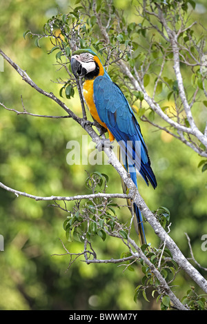 Blue-and-yellow Macaw (Ara ararauna) adulte, perché dans l'arbre, Pantanal, Mato Grosso, Brésil Banque D'Images