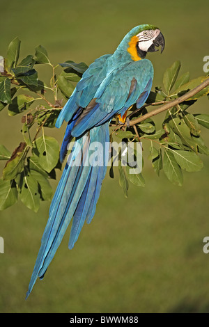 Blue-and-yellow Macaw (Ara ararauna) adulte, perché sur une branche, Pantanal, Mato Grosso, Brésil Banque D'Images