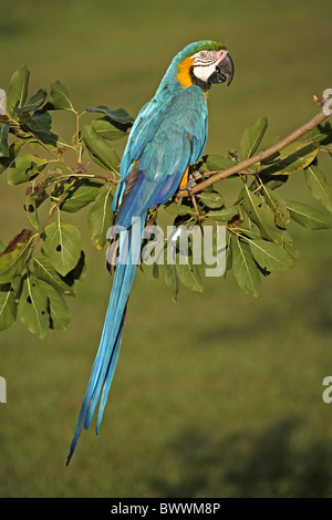 Blue-and-yellow Macaw (Ara ararauna) adulte, perché sur une branche, Pantanal, Mato Grosso, Brésil Banque D'Images