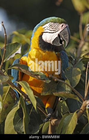 Blue-and-yellow Macaw (Ara ararauna) adulte, perché dans l'arbre, Pantanal, Mato Grosso, Brésil Banque D'Images