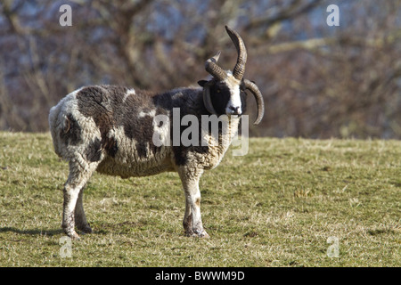 Le mouton Jacob est une race de moutons, multihorned non améliorées à motifs de taches noires et blanches. elles sont cultivées pour leurs Banque D'Images