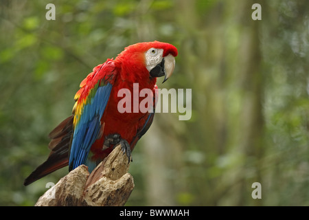 Ara rouge (Ara macao) adulte, perché sur souche d'arbre, Pantanal, Mato Grosso, Brésil Banque D'Images