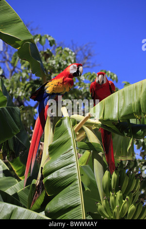 Ara rouge (Ara macao) paire adultes, perché dans bananier, Roatan, Honduras Banque D'Images
