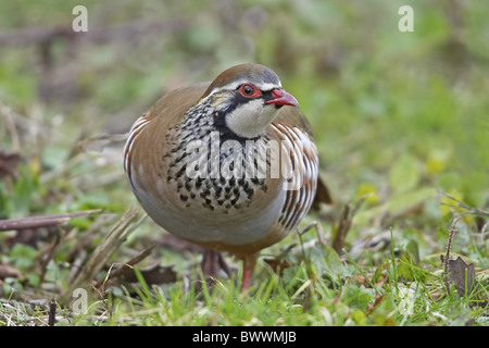 Red-legged Partridge (Alectoris rufa), adultes randonnée pédestre, Warwickshire, en Angleterre, hiver Banque D'Images