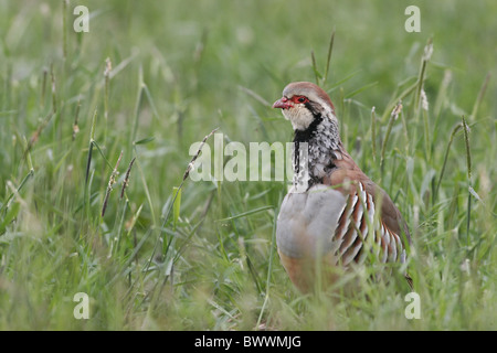 Red-legged Partridge (Alectoris rufa) adulte, debout parmi l'herbe, Leicestershire, Angleterre Banque D'Images