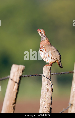 Red-legged Partridge (Alectoris rufa), appelant adultes, debout sur piquet, Suffolk, Angleterre Banque D'Images