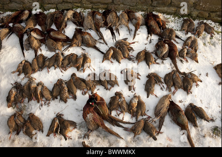 Red-legged Partridge (Alectoris rufa) et le faisan commun (Phasianus colchicus), tourné, portant sur la neige après le tournage, Lancashire, Angleterre, hiver Banque D'Images