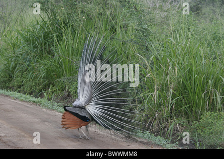Pavo cristatus (paons indiens) mâle adulte, l'affichage, l'arrière de la queue, debout sur la voie, Tangalla N.P., Sri Lanka Banque D'Images
